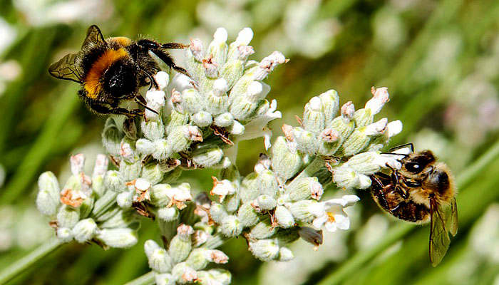 Abejas trabajando