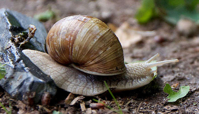 Caracol caminando