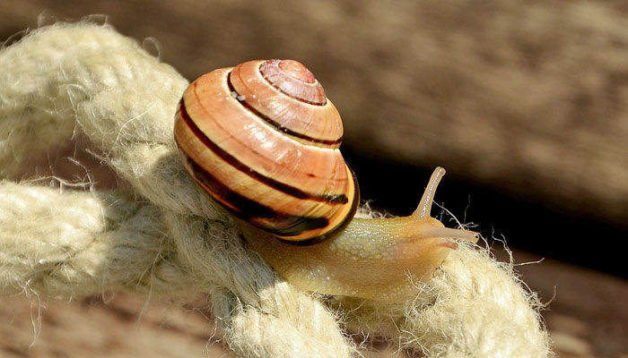 Caracol sobre soga