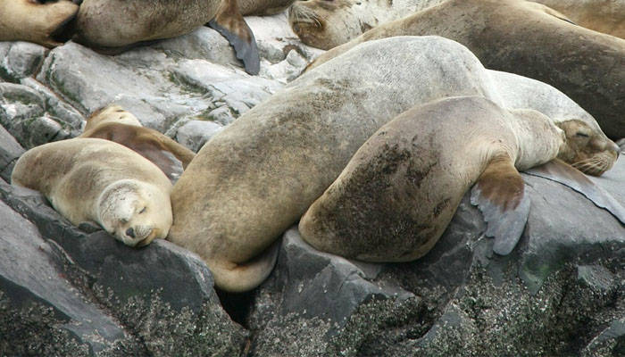 Focas durmiendo