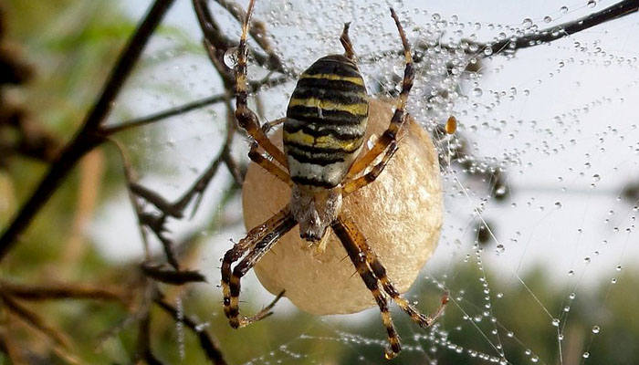 Nido de araña