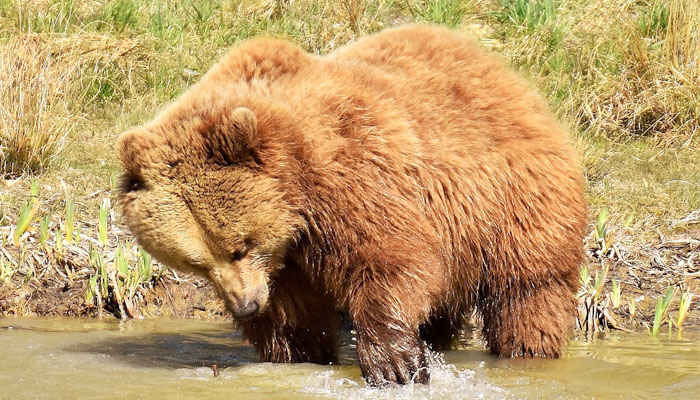 Oso pescando