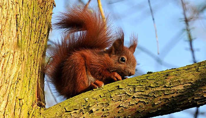 Ardilla en árbol