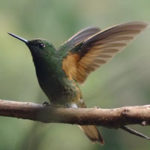 La gestación del colibrí