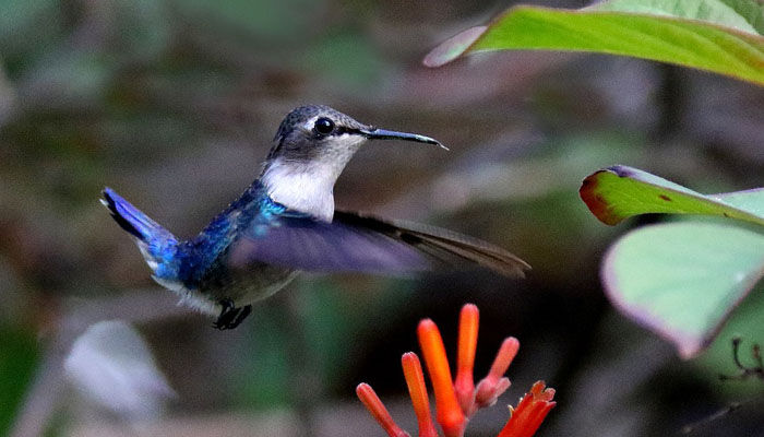 Colibrí en vuelo