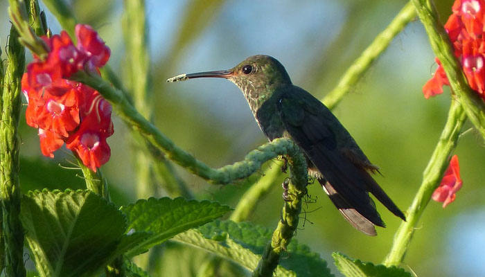 Colibrí posado