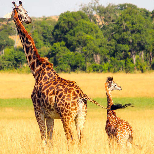 La gestación de las jirafas